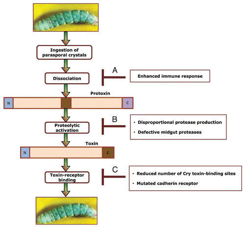 Figure 10 Possible mechanisms of insect resistance to Bt. Once Bt parasporal crystals are ingested by an insect larva, the crystals are dissociated, followed by proteolytic activation of protoxin and conversion to toxin. The activated toxin binds to the receptor, effecting a cascade of signal transduction events that lead to eventual larval death. There are three ways by which the insect larva could become resistant: (A) an enhanced immune response that inhibits dissociation and accessibility of protoxin; (B) erroneous protease production or defective protease activity that interferes with protoxin/toxin activation; (C) reduced number of binding sites or mutated receptors that retard or prevent appropriate toxin-receptor interaction.