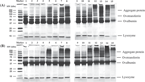 Figure 3. SDS-PAGE patterns of the protein samples: A: SDS-PAGE in the absence of 2-ME; B: SDS-PAGE in the presence of 2-ME; fresh egg white (lane 1), unstored FDEW (lane 2), FDEW storage at 25°C for 1, 2, and 4 months (lanes 3, 4, and 5), FDEW storage at 40°C for 1, 2, and 4 months (lanes 6, 7, and 8), unstored HDEW (lane 9), HDEW storage at 25°C for 1, 2, and 4 months (lanes 10, 11, and 12), and HDEW storage at 40°C for 1, 2, and 4 months (lanes 13, 14, and 15).