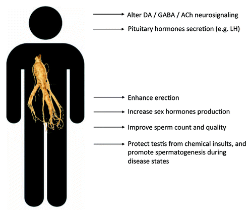 Figure 1. Summary of the ginseng’s effects on male sexual function. Ginseng enhances sexual performance, improves male fertility through modulating the neuronal and hormonal systems, promotes spermatogenesis, and acts directly on sperms via steroid receptors. Ginseng also preserves male fertility during disease states.