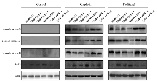 Figure 3. Western blot analysis of the protein levels of cleaved-caspase-9, cleaved-caspase-3, cleaved-caspase-8, Bcl-2 and actin in KYSE150/pcDNA3.1, High-CycB1 1–2, EC9706 control-siRNA and CycB1 siRNA 1–2 cells after treatment with cisplatin, paclitaxel or a control reagent for 24 h. All experiments were performed at least three times with consistent and repeatable results.