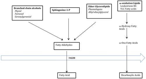 Figure 3 Substrates and products of FALDH.Notes: Adapted from Rizzo WB. The role of fatty aldehyde dehydrogenase in epidermal structure and function. Dermato-Endocrinology. 2011;3(2):91–99.Citation42