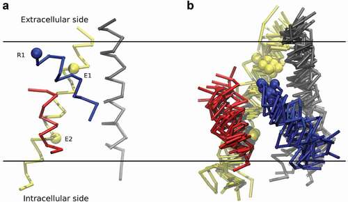 Figure 10. Main elements of secondary structure of the VSD in the active and resting state. (a) The VSD in the active conformation (taken from the x-ray structure; PDB accession no. 3LUT). (b) A superposition of different models of the resting- state configuration of the VSD obtained by independent research teams using different constraints and methodologies. The four helices, S1 (gray), S2 (yellow), S3 (red), and S4 (blue), are displayed. The spheres correspond to the Cα atoms of E1 (Glu226) and E2 (Glu236) along S2, and R1 (Arg294) along S4. ©(2012) Vargas et al. Originally published in Journal of General Physiology [Citation293].