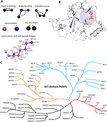 Figure 2. Molecular dynamics (MD) and hybrid quantum mechanics/molecular mechanics (QM/MM) simulations have been applied to investigate protein properties. A| In MD simulations, atoms are connected via spring-like bonds. The bonded forces comprise bond stretching, angle bending and dihedral torsion. Non-bonded interactions consist of electrostatic and van der Waals forces. Electrostatic forces are applied between fully or partially charged atoms. Van der Waals forces are described using the Lennard-Jones potential. B| In QM/MM simulations, the simulated system is divided into a QM region (blue transparent sphere) and a MM region. In the MM region, forces are calculated as for MD simulations using force fields. In the QM region, bonds can be broken or formed, and atoms are treated using quantum mechanics. In applications with PKMTs, the active site has been treated using QM methods to cover the methyl group transfer, the rest of the enzyme and bulk solvent was treated with MM (image created using simulation results of PDB 5V21 (Zhang et al. Citation2017)). C| Phylogenetic tree of SET domain-containing PKMTs. Modified from (Wu et al. Citation2010; Richon et al. Citation2011; Luo Citation2018).