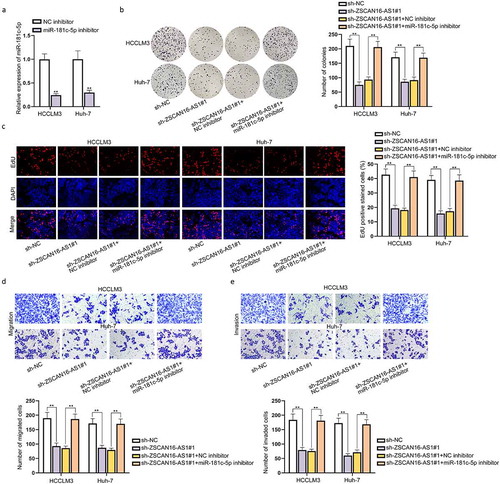 Figure 4. ZSCAN16-AS1 regulates malignant phenotypes of HCC cells by decoying miR-181 c-5p. A) Expression of miR-181 c-5p in HCCLM3 and Huh-7 cells was detected through RT-qPCR after transfection of miR-181 c-5p inhibitor. B-C) Rescue experiments were performed in HCCLM3 and Huh-7 cells transfected with sh-NC, sh-ZSCAN16-AS1#1, sh-ZSCAN16-AS1#1+ NC inhibitor and sh-ZSCAN16-AS1#1+ miR-181 c-5p inhibitor. Colony formation and EdU assays measured the proliferation of HCCLM3 and Huh-7 cells. D-E) Transwell assays measured the migration and invasion of HCCLM3 and Huh-7 cells. **P < 0.01