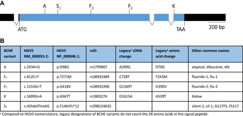 Figure 1 Functional BCHE variants and location. (A) Schematic diagram of the human BCHE gene. The coding region is shown in blue. Introns are not drawn to scale. Untranslated regions are shown in black. Sites of the five tested variants are shown above the exons. (B) Designations of the five tested variants according to various nomenclature systems.