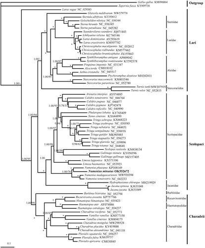 Figure 1. BI and ML trees constructed based on complete mtDNA sequences of Charadriiformes. Numbers represent bootstrap values (BI/ML) and only those >60% are shown. Asterisks indicate posterior probabilities of 100%. Numenius minutus in this study is bold.