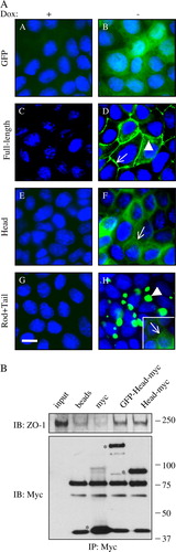 Figure 2.  Inducible overexpression and localization of GFP-tagged canine cingulin constructs in MDCK cells. Top panel (A) Immunofluorescence micrographs showing the localization of GFP (A, B), GFP-Full-length cingulin (C, D), GFP-head domain (E, F), GFP-rod + tail domains (G, H) in stably transfected clones either in the presence (+: A, C, E, G) or in the absence (−: B, D, F, H) of Dox. Nuclei are stained in blue by DAPI. Note that no GFP labeling is detectable in the presence of Dox, which represses transgene expression. Single arrows (D, F, H) indicate junctional labeling. Arrowheads (D, H) indicate cytoplasmic labeling. Bar = 10 µm. Bottom panel (B) Immunoblot analysis (with anti-ZO-1 and anti-myc antibodies, top and bottom, respectively) of myc immunoprecipitates obtained by incubating myc-tagged GST fusion proteins with anti-mouse Dynabeads, followed by washing and incubation with MDCK cell lysates. Lanes are indicated: input (lysate); beads (no GST fusion proteins); myc (GST-myc); GFP-Head-myc (GST fused to GFP-canine cingulin head-myc); Head-myc (GST fused to canine cingulin head-myc). Asterisks in the Myc immunoblot indicate recombinant, myc-tagged proteins. Other bands are due to non-specific cross-reactivities of the antibodies. Note that the ZO-1 immunoblots show essentially identical signal in the GFP-Head-myc and Head-myc lanes, indicating that the presence of the GFP moiety does not affect the interaction of the cingulin head with ZO-1. This figure is reproduced in colour in Molecular Membrane Biology online.