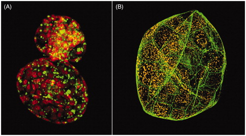 Figure 3. Three-dimensional images of embryos produced by confocal microscopy. (A) An in vitro-produced hatching bovine blastocyst 8 days after fertilisation. Visualised are nuclei (red) and neutral lipid droplets (green). (B) An in vitro-produced expanded porcine blastocyst 7 days after fertilisation. Visualised are f-actin (green) and active mitochondria (orange).
