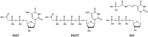 Figure 1. Conjugates of nucleotides with phosphonoacetic acid used in this study.