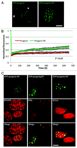 Figure 1. Intracellular localizations and dynamics of progerin and non-farnesylated progerin in transiently transfected MEFs. (A) Confocal fluorescence micrographs showing localizations of GFP-progerin at the nuclear envelope and GFP-progerin-NF in intranuclear foci. The arrow indicates the irregular shape, and the arrowhead points a nuclear envelope bleb in the cells expressing GFP-progerin. Bar: 5 µm. (B) The diffusional mobility of GFP-progerin-NF is higher than that of GFP-progerin in transfected MEFs. Quantitative experiments showing normalized fluorescence recovery after photobleaching in cells transiently transfected with cDNA constructs encoding GFP-progerin (red) or GFP-progerin-NF (green). Normalized fluorescence of 1 is the level before bleaching. Normalized fluorescence for GFP-progerin-NF is statistically significantly higher than that for GFP-progerin (p < 0.05 at 13 sec, 22 sec, 31 sec, 61 sec, 102 sec, 302 sec and 654 sec these time points; n = 12 cells analyzed for GFP-progerin and n = 10 cells analyzed for GFP-progerin-NF). Values shown are means plus or minus standard deviations. (C) Confocal immunofluorescence micrographs of transiently transfected MEFs expressing GFP-progerin-NF (green) and labeled with antibodies against RNAPII, PML or PCNA (red) with signal overlap appearing yellow (merge). Bar: 5 µm.
