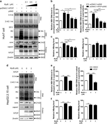 Fig. 2 MyrB inhibits HBV replication in NTCP-expressing cells.Huh7 cells transfected with the indicated plasmids, HepG2.2.15 cells and HepG2.2.15-NTCP cells were treated with MyrB at the indicated concentrations. a, d HBV transcription and replication intermediates were detected by northern blotting and Southern blotting, respectively (top panel). Expression of NTCP and core proteins and capsid formation in cells were analyzed by western blotting (bottom panel). b, e HBV DNA in enveloped virions and naked nucleocapsids in culture supernatants were detected by real-time PCR (n ≥ 3). c, f HBsAg and HBeAg in the culture supernatants were detected by ELISA (n ≥ 4). A two-tailed t-test was used to determine differences in the multiple comparisons. *P < 0.05, **P < 0.01, ***P < 0.001
