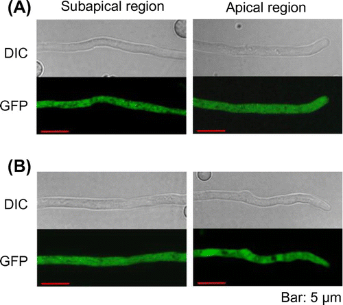 Figure 2. Subcellular localization of PbGGS and PbACS in A. oryzae. Hyphae of strains expressing GFP-PbGGS (A) and PbACS-GFP (B) were grown for 20 h in minimal medium (MM) containing 1% maltose as the sole carbon source. GFP fluorescence at subapical and apical regions was observed by confocal microscopy.