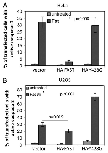 Figure 9.WT FAST, but not its Y428G mutant, inhibits Fas-induced activation of caspase-3. HeLa cells (A) and U2OS cells (B) were co-transfected with β-gal together with vector control, WT-FAST, or Y428G-FAST. After 48 h, cells were processed for immunofluorescence microscopy to quantify the expression of active caspase-3 in β-gal transfectants.