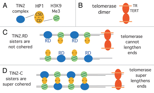 Figure 4 Schematic diagram showing how sister telomere cohesion could influence telomere elongation by telomerase. (A) HP1 promotes cohesion between sister telomeres by binding to TIN2 via its chromo shadow domain (CSD) and to H3K9Me3 via its chromodomain (CD). (B) Telomerase as a dimer with two molecules of TERT and two of the RNA (TR). (C) In TIN2.RD mutant cells, HP1 cannot bind to TIN2.RD, and cohesion is not established. Dimeric telomerase cannot efficiently elongate single sisters, and telomeres shorten. (D) In TIN2-C cells, HP1 has increased binding sites to TIN2, leading to super cohesion. Dimeric telomerase efficiently elongates cohered sisters, and telomeres are super elongated.