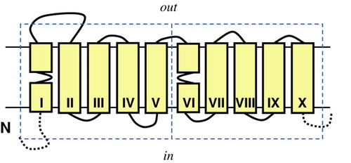 Figure 1.  Membrane topology model of the core of 10 TMSs shared by the Na+-galactose transporter vSGLT of Vibrio heamatolyticus and the Na+-leucine transporter LeuT of Aquifex aeolicus. The core consists of two domains (dashed boxes) of five TMSs each that have the same fold but opposite orientation in the membrane (inverted topology), a structural motif that is observed frequently in membrane proteins. vSGLT contains one additional TMS at the N-terminal side of the core (N) and 3 at the C-terminal side (C). LeuT contains two additional TMSs at the C-terminal side. Solid yellow boxes represent transmembrane segments. This Figure is reproduced in colour in Molecular Membrane Biology online.