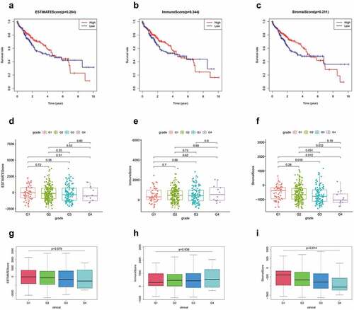 Figure 1. (a-c) Kaplan-Meier curves of ESTIMATE score, immune score, and stromal score with respect to the overall survival time. correlation between clinical features and stromal, immune, and ESTIMATE scores. (d, g) correlation between ESTIMATE score and clinical grade. (e, h) correlation between immune score and clinical grade. (f, i) correlation between stromal score and grade