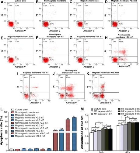 Figure 7 Apoptosis assay of SCs in each group by flow cytometry and CCK-8 assay.Notes: (A) Culture-plate group; (B) nonmagnetic membrane group; (C) magnetic membrane group; (D) magnetic membrane + MF group (0.5 mT); (E) magnetic membrane + MF group (1.0 mT); (F) nonmagnetic membrane + MF group (2.0 mT); (G) magnetic membrane + MF group (2.0 mT); (H) nonmagnetic membrane + MF group (5.0 mT); (I) magnetic membrane + MF group (5.0 mT); (J) nonmagnetic membrane + MF group (10.0 mT); (K) magnetic membrane + MF group (10.0 mT). (L) The percentage of apoptotic cells in each group was obtained by averaging the results of five flow-cytometry assays for each group. (M) The CCK-8 values of viable cells in each group were obtained. All data are expressed as means ± standard error of mean. *P<0.05; **P<0.01, one-way ANOVA when compared with culture-plate group.Abbreviations: SCs, Schwann cells; MF, magnetic field; CCK, Cell Counting Kit; ANOVA, analysis of variance; PI, propidium iodide; h, hours; NS, not significant.