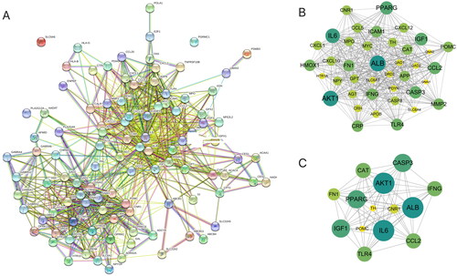 Figure 5. PPI network of the overlapping target proteins. (A) PPI network of the 103 overlapping target proteins; (B) PPI network of the critical targets according to the criterion of degree value greater than 20; (C) PPI network of the 14 critical targets according to the node degree (in B and C, the size and color saturation of the node are proportional to its significance).