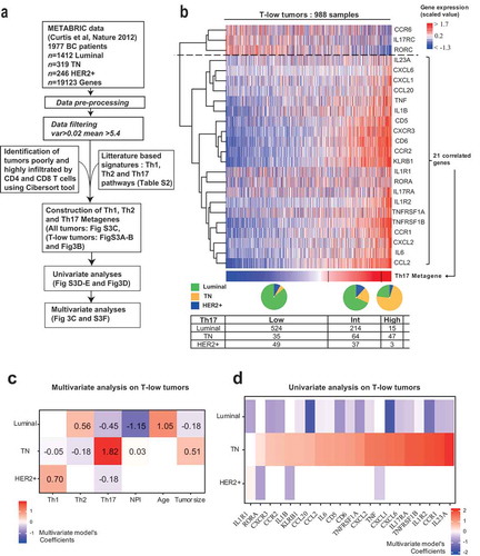 Figure 3. A Th17 metagene is a specific feature of T-low triple negative breast cancer.(a) Overview of the experimental data features and statistical analysis performed in Figure 3. (b) Heatmap of the scaled expression of Th17 related genes (Supplementary Table S2) for T-low tumors (n = 988). Genes are displayed in rows and order by a hierarchical clustering with Pearson distance and ward method. The tumor samples are displayed in columns and ordered by the values of their Th17 metagene. The Th17 metagene is the first component of the PCA of the 21 highly correlated genes included in the Th17 signature. Pie charts represent the proportion of the different BC subtypes in the three Th17 groups (Low, Intermediate and High) defined by k-means (Supplementary Table S1). The table displays the number of tumors in each group according to BC subtypes. (c) Heatmap of the regression coefficients estimated by a multivariate multinomial logistic elastic net regression used to assess relative contributions of Th scores and clinical variables to the three molecular subtypes (n = 988). All explanatory variables included in the multivariate model were prior found significant by univariate analysis (Supplementary Figure S3(d and e)). (d) Univariate multinomial logistic regression to assess which genes of the Th17 metagene are the most associated with TN, Luminal or HER2+ (n = 988). Genes from the Th17 metagene were ranked based on the value of their coefficient in the univariate test explaining TN. T-low tumors: T cell non-inflamed tumors; TN: Triple negative; HER2+: Her2 amplified; BC: Breast cancer; NPI: Nottingham prognostic index.