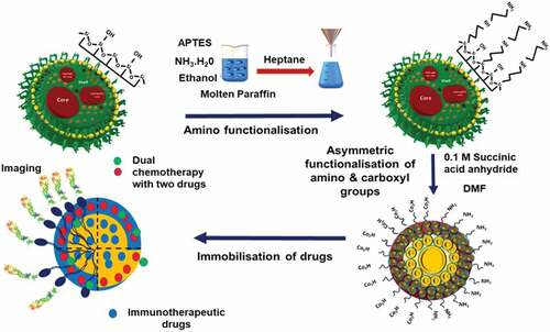 Scheme 6. Functionalisation of silica nanoparticles. Schematic depiction of the dual drug loading and functionalisation of mesoporous silica nanoparticles.