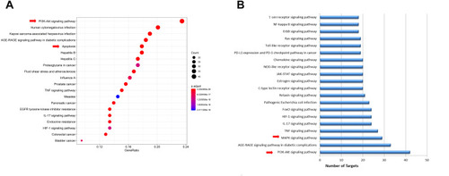 Figure 4 Enrichment analysis of KEGG pathways. (A) According to the p.adjust value of targets, the first 20 signaling pathways were involved in the treatment of asthma with Polygonum cuspidatum. In the bubble chart, the p.adjust value indicates significance, and the larger circles indicate a greater number of enrichment targets and the redder circles indicate greater significant targets. (B) According to the number of targets, the first 20 signaling pathways were involved.