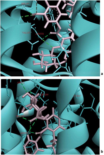 Figure 8. Interaction of Ascotricin A with 5HT2C after (a) molecular docking. (b) 100ps MD simulation. The residues that form hydrogen bond interactions with ascotricin A are indicated (green dotted lines).