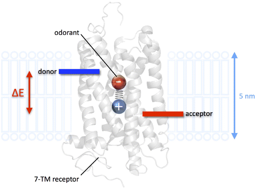 Figure 3. This cartoon illustrates the mechanism of the Turin theory of olfaction. The odourant molecule (balls and spring) is resident in a receptor (helices embedded in a membrane). If an electron hops from one electronic level (donor, D) to another (acceptor, A), then a signal is generated (activation of a G protein). In the initial state, the electron is on D which has an energy higher than the final electronic state when the electron is on A. Initially the odourant molecule is in its lowest vibrational state, but in the final state (the electron on A) the odourant vibrational mode has a higher energy, with the energy coming from the electron. To conserve energy overall, the difference in energy between the two vibrational states must also be . Suppose now that the splitting between the electronic states was increased by 50%. It would now be impossible to conserve energy and have the electron jump between D and A. Since energy must be conserved, the hop becomes forbidden, and the receptor cannot signal the presence of the odourant. Thus the presence of a signal indicates that a molecule is present that has a vibrational mode of frequency defined by the receptor (the energy splitting between D and A), as required by the vibrational theory.