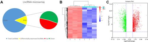 Figure 2 Acquisition of LncRNAs from M1 and M2 macrophages. (A) Amount of differentially expressed LncRNAs and total LncRNAs. (B) Heatmap of differentially expressed LncRNAs (LogFC >1 q-value < 0.05). Red color represents upregulation and blue represents downregulation. (C) Volcan plot of differentially expressed LncRNAs (LogFC >1 q-value < 0.05). Volcano plot showing the differentially expressed genes. Red color represents upregulation and blue represents downregulation.