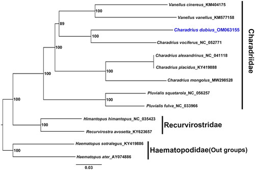 Figure 1. Phylogenetic tree of C. dubius (blue text) with eight other species in Charadriidae, two species in Recurvirostridae, and two species in Haematopodidae. This tree is based on 13 protein-coding genes, constructed using the maximum-likelihood (ML) method. Numbers on each branch indicate the bootstrap support value for 1000 replicates.