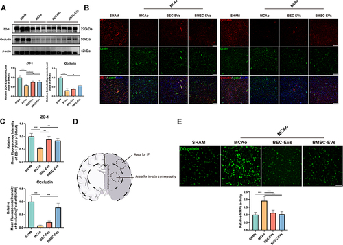 Figure 5 BEC-EVs and BMSC-EVs administrations enhanced TJ proteins and restrained MMPs activity in MCAo rats. (A) Western blotting and relative quantification of ZO-1 and Occludin in brain microvessels after EVs treatment groups (n=3). (B) Immunofluorescence staining of ZO-1 and Occludin in ischemic brain cortex. Scale bar: 200 µm. (C) Relative quantification of mean fluorescence intensity of ZO-1 and Occludin (n=4). (D) Schematic diagram of Immunofluorescence observation area and In-situ zymography zone. (E) MMPs activity detection and quantitative analysis (n=4). Scale bar: 50 µm ***P < 0.001, **P < 0.01, *P < 0.05.