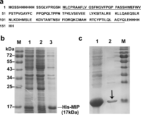 Figure 2. Expression and purification of the his-MIP recombinant protein. (a) Amino-acid sequence of the his-MIP recombinant protein (152 aa), which contains the full amino acid sequence of the native MIP protein (124 aa, underlined). (b) Expression of his-MIP induced by IPTG in E.coli BL21 (DE3) analysed by Coommassie blue staining after 12% SDS-PAGE. Lane M, protein marker; lane 1, whole lysate of induced bacteria; lane 2, whole lysate of non-induced bacteria; lane 3, supernatant of induced bacteria after sonication. (c) Purification of his-MIP using Ni-NTA Spin column. Lane 1, supernatant before purification; lane 2, eluant after purification; lane M, protein size marker (Genview, El Monte, USA); black arrow, purified his-MIP protein.