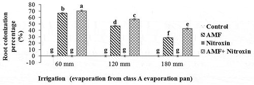 Figure 10. Interaction effect of irrigation and inoculation with bio-fertilizers on root colonization percentage of sorghum. Values represent means ± SE. Different letters indicate significant differences using LSD test (P <.05)