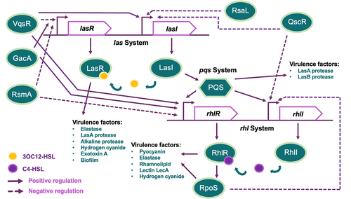 Figure 1. Schematic representation of QS circuitry in P. aeruginosa. This Gram-negative bacterium uses two main AHL QS systems, the las and rhl systems, to form a regulatory cascade. Lasl directs the synthesis of HSL, which interacts with LasR and activates the target promoters in the las system. The rhll gene product directs the synthesis of C4-HSL, which interacts with the cognate transcriptional regulator, RhIR, activating the target gene promoters in the rhl system. Once a critical threshold LasR-3OC12-HSL concentration is attained, the expression of rhlR and rhll is activated, resulting in the secretion of multiple virulence factors, such as elastase, LasA protease, alkaline protease, exotoxin A, biofilms, pyocyanin, and rhamnolipid. These two QS systems are also linked through the regulatory actions of VqsR, GacA, RsmA, RsaL, and QscR proteins and another signalling molecule, PQS. The solid arrows indicate a stimulatory effect, while the dashed arrows indicate an inhibitory effect.
