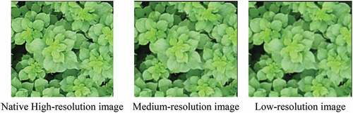 Figure 3. The Ramie Canopy image before and after down-sampling.