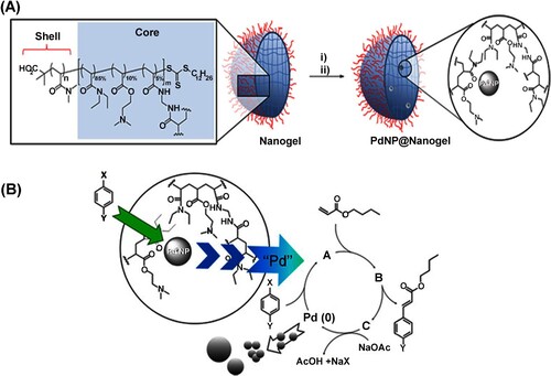 Figure 9. (A) Schematic representation of embedding of Pd0 nanoparticles in nanogels and (B) the use of this device as catalyst, together with its lifecycle, for the Mizoroki-Heck reaction in organic solvents. Reprinted from Ref. [Citation73] with permission from Wiley.
