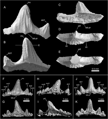 FIGURE 4. Parvodus ominechonensis, CT volume renderings of teeth with matrix digitally removed. A–E, holotype tooth (MMHF 3-00044) in labial (A), lingual (B), basal (C), and apical (D) views and cutaway transverse section of the main cusp in apical view (E). The dashed line in B indicates the plane of the transverse section shown in E. F–G, paratype tooth (MMHF 3-00036) in labial (F) and lingual (G) views. H–I, paratype tooth (MMHF 3-00045) in labial (H) and lingual (I) views. J–K, paratype tooth (MMHF 3-00035) in labial (J) and lingual (K) views. Abbreviations: dcl, distal cusplet; lab.pr, labial protuberance; mc, main cusp; mcl, mesial cusplet; oc, occlusal crest; plif, prominent lingual fold.