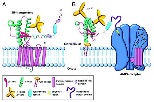 Figure 2. Structure comparison of ZIP transporters and the prion-AMPA receptor zinc transporter. (A) Schematic model of the LIV-1 subfamily of zinc transporters (LZT) with a prion-like ectodomain. The ectodomain contains two histidine-rich zinc binding domains, two α-helices containing a cysteine-flanked core, two β-sheets and a hydrophobic domain. The ectodomain is coupled to a C-terminal multispanning membrane domain which facilitates the uptake of zinc across the plasma membrane. (B) PrPC is structurally similar to the ectodomain of the ZIP transporter. It contains an octapeptide repeat region which binds zinc, and an N-terminal polybasic region which facilitates its interaction with the GluA1 subunit of the AMPA receptor. The AMPA receptor is composed of four subunits, each with multispanning membrane domains. The receptor forms a channel across the membrane that can facilitate the uptake of zinc in a manner similar to the C-terminal region of the ZIP transporter. The combination of the extracellular PrPC acting as a zinc scavenger/ sensor and AMPA receptor mediating the influx of zinc into the cell links the two proteins, and encapsulates the properties held by the ZIP transporters. (Figs. adapted from Ehsani et al., 2011 and Shepherd JD, Huganir RL., 2007).
