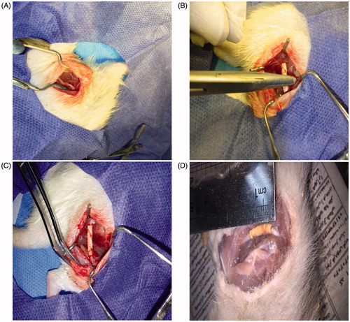 Figure 3. Position of the sciatic nerve in the posterior compartment of the thigh of the rat (A), Surgical implantation of a collagen/PCL/NBG nerve conduit bridging a 10 mm sciatic nerve defect in rats (B), view of the transplanted conduit (C) and the view of the regenerated nerve 3 months post-surgery (D).