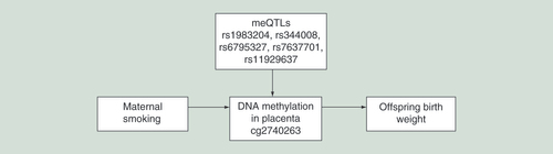 Figure 4.  Mendelian randomization analysis to establish the causal effect of maternal smoking-associated DNA methylation change in relation to offspring birthweight, using genetic variants robustly associated with DNA methylation (meQTLs).meQTL: Methylation quantitative trait loci.