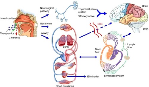Figure 8 Olfactory and trigeminal pathways to the CNS.Abbreviations: BBB, blood–brain barrier; CNS, central nervous system.
