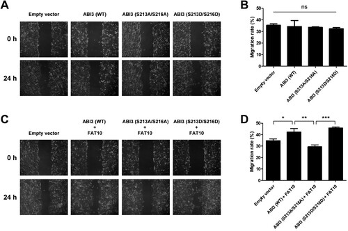 Figure 5. Phosphorylated ABI3-induced cancer cell migration is mediated by FAT10. (A and C) SW480 cells were transfected with wild-type, phospho-dead, or phospho-mimetic mutants of ABI3-Myc expression plasmids, along with or without the FLAG-FAT10 expression plasmid and the scratched areas of cells were observed at 0 and 24 h by an optical microscope (x100). (B and D) The migration rate was calculated by comparing the scratched area at 0 and 24 h. Data are presented as mean ± SEM and p values were calculated by one-way ANOVA with Tukey’s multiple comparison test. *p < 0.05, **p < 0.01, ***p < 0.001. ns, not significant.