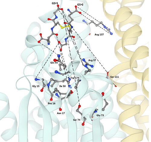 Figure 6. Close-up view of the active sites of Tg-GST2. Residues involved in the binding of GSSG (GS-1 and GS-2 moieties) and GSSG molecules are shown as sticks and labeled and colored according to atom type. A and B monomers are colored green and yellow, respectively. Black dashed lines are connected between the ligands and the enzyme (version of this article).