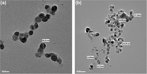 Figure 2. TEM image of spherical shaped silver nanoparticles at 20 nm (a) and 50 nm (b).