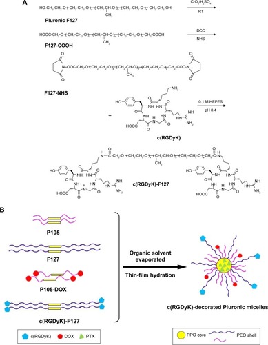 Figure 1 The schematic illustration of the c(RGDyK)-F127 synthesis and the preparation of c(RGDyK)-decorated Pluronic micelles loaded with DOX and PTX.Notes: (A) Synthesis of c(RGDyK)-decorated Pluronic F127; (B) Schematic representation of the fabrication of c(RGDyK)-decorated Pluronic micelles loaded with DOX and PTX.Abbreviations: c(RGDyK), cyclic RGD peptide; RGD, arginine-glycine-aspartic acid; DOX, doxorubicin; PTX, paclitaxel; RT, room temperature; DCC, dicyclohexyl-carbodiimide; NHS, N-hydroxysuccinimide.