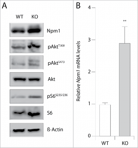 Figure 1. Npm1 mRNA and protein levels are enhanced in MEF cells inactivated for Pten. (A) Thirty µg of total protein extracts from wild-type (WT) and Pten knockout (KO) mouse embryonic fibroblasts were separated by SDS-PAGE and immunoblotted with specific antibodies as indicated (n = 3). (B) RT-qPCR analysis of Npm1 mRNA accumulation in WT and Pten KO MEFs (normalized to 1.0 relative to 36b4 mRNA gene for control WT MEFs). Bar graphs show the mean level of three independent experiments (±SEM) and a student's test was performed to assess statistical significance. **p < 0.01.
