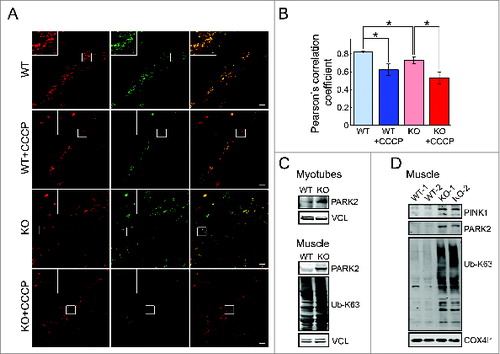 Figure 10. Evaluation of mitophagy in WT and KO myotubes. Confocal images (A) and the Pearson correlation values (B) of WT and KO cells infected with virus containing OMM protein FIS1 linked to acid-sensitive GFP and acid-insensitive mCherry tags. CCCP treatment of the WT cells results in increased mitophagy as shown by the predominance of red only fluorescence (WT+CCCP) along with a significantly decreased red-green colocalization (compare WT to WT+CCCP in B). The KO cells exhibit a subset of mitochondria localized in the lysosomes (red fluorescence; increased mitophagy) and a subset of damaged mitochondria (as evidenced in this paper) localized extralysosomally (yellow). Note, that the degree of red-green colocalization is significantly decreased in the KO compared to WT (B; asterisks indicate P < 0.05). CCCP treatment of the KO cells (KO+CCCP) leads to profound mitochondrial damage (more than in the WT; red fluorescence) and a greater increase in mitophagy compared to WT cells (compare KO+CCCP to WT+CCCP). Bar = 10 μm. (C) An increase in the level of PARK2 is much more pronounced in KO muscle (gastrocnemius; white part) compared to that in KO myotubes. An increase in the amount of ubiquitinated (Ub) proteins is seen in the KO muscle. (D) Western blot of the mitochondrial fraction isolated from WT and KO muscle with the indicated antibodies; the levels of PINK1, PARK2, and Ub-proteins are increased in KO. COX4I1 was used as a loading control.