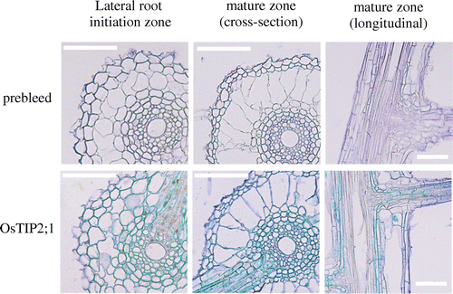 Figure 3. Immunolocalization of OsTIP2;1 in seminal root tissue of the cultivar ‘Puluik Arang’ subjected to 10% PEG treatment. Root tissue samples from 13-day-old plants were excised from the lateral root initiation zone (approximately 1–2 cm from the root tip) and from the mature zone (middle position of seminal root) of the seminal root. Bars represent 100 μm.