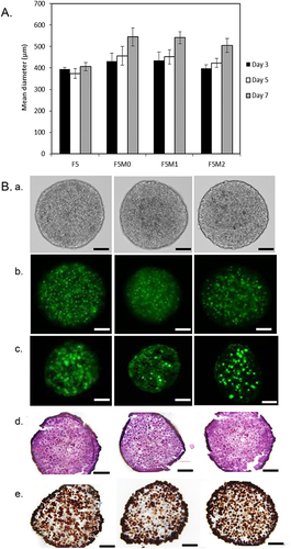 Figure 4 Characterization of co-culture spheroids. (A) Growth kinetics of co-culture spheroids at 3, 5 and 7 days post-seeding. (B) Representative images (a-e) of spheroids assessed at day 5 post-seeding. Optical imaging of whole spheroids (a); fluorescence imaging of PKH67-prestained macrophages in whole spheroid (b) and in frozen sections (c). Cryosection images of co-culture spheroids stained with HE (d) and Ki-67 (e). Scale bars: 100 µm.