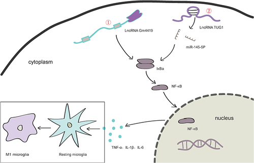 Figure 4 Regulatory role of several lncRNAs in microglia activation and potential mechanisms.