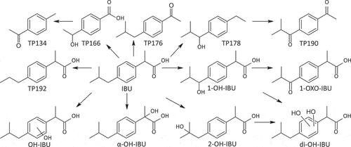 Figure 3. Suggested ozonation pathway for IBU.